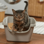 How Often Should Kittens Poop? A New Owner's Complete Guide