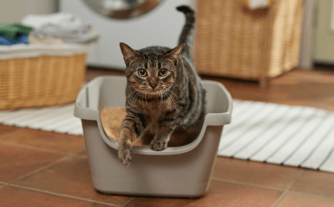 How Often Should Kittens Poop? A New Owner's Complete Guide